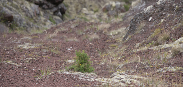 Young wilding pine on side of Mt Tarawera